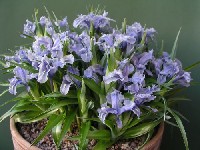 Iris nusairiensis